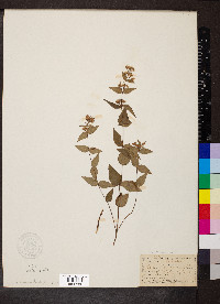 Cunila origanoides image
