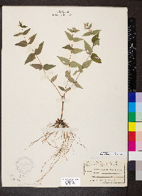 Cunila origanoides image