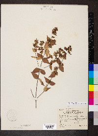 Cunila origanoides image