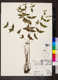 Cunila origanoides image