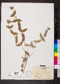 Cunila origanoides image