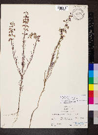 Dicerandra fumella image