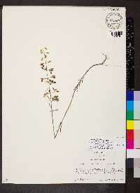 Dicerandra fumella image