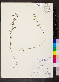 Dicerandra fumella image