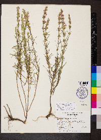 Dicerandra odoratissima image