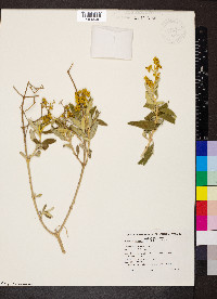 Dicrastylis exsuccosa image