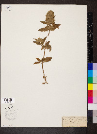 Dracocephalum parviflorum image