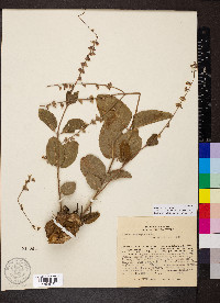 Eriope crassipes image