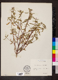Galeopsis angustifolia image