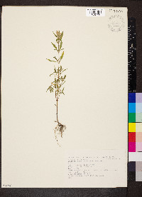 Galeopsis angustifolia image