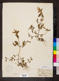 Galeopsis segetum image