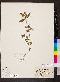 Galeopsis segetum image