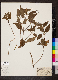 Galeopsis tetrahit image