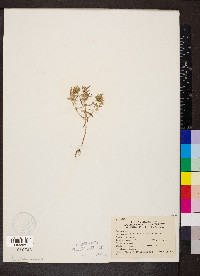 Hedeoma hispida image