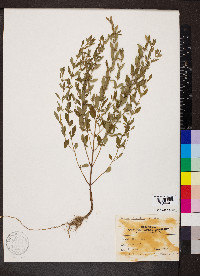 Hedeoma pulegioides image