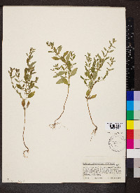 Hedeoma pulegioides image