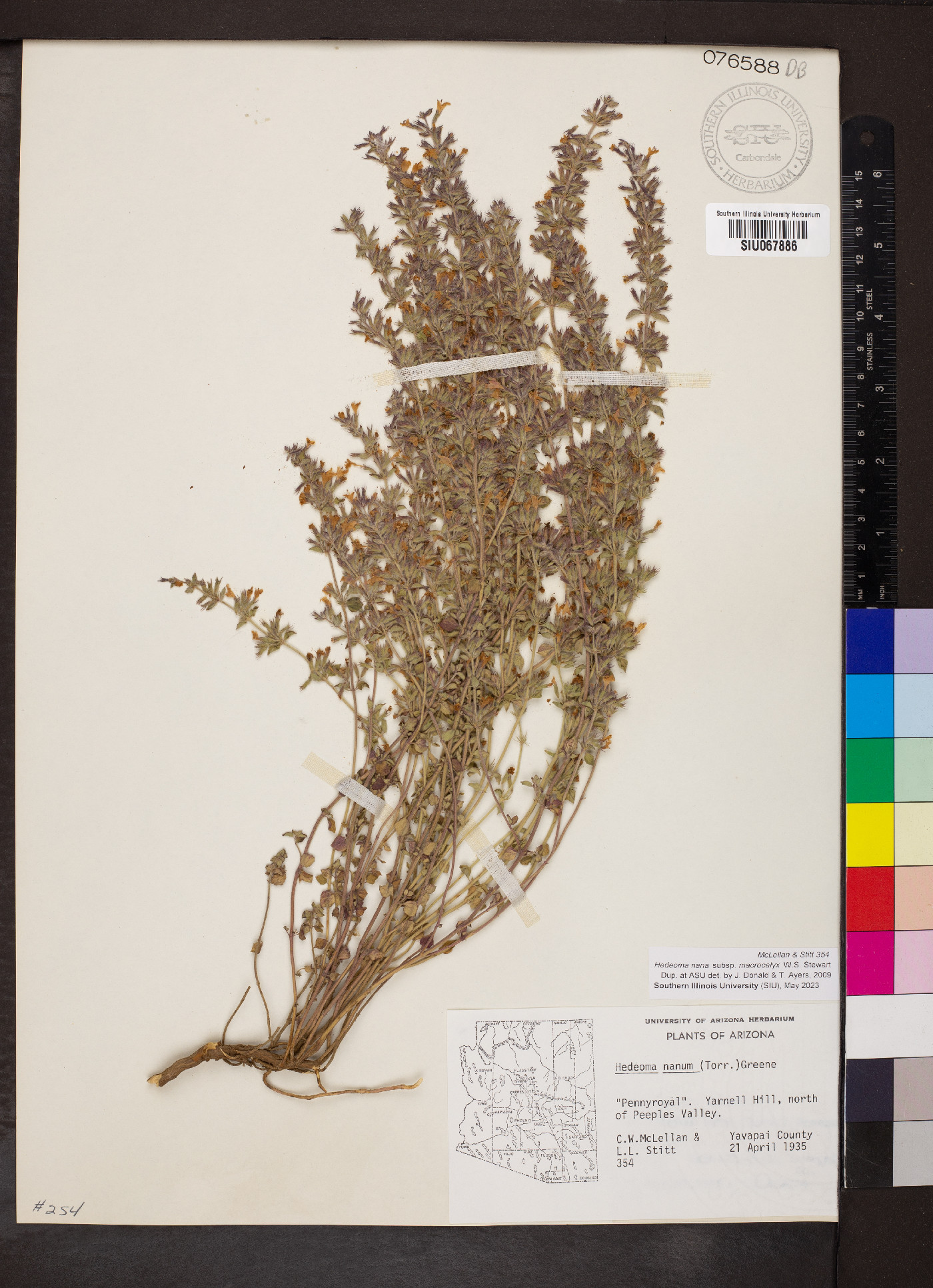Hedeoma nana subsp. macrocalyx image