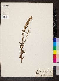 Hyssopus officinalis image