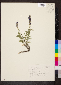 Hyssopus officinalis image