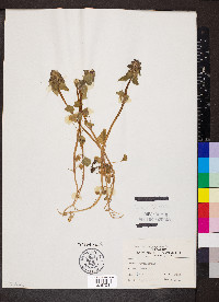 Lamium purpureum image