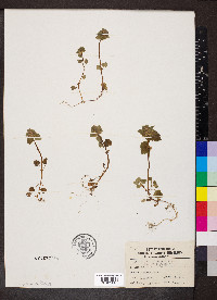 Lamium purpureum image