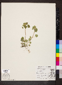 Lamium purpureum image