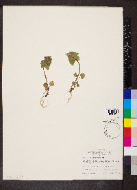 Lamium purpureum image