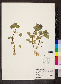 Lamium purpureum image