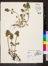 Lamium purpureum image