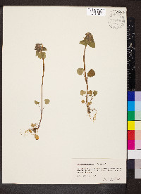 Lamium purpureum image