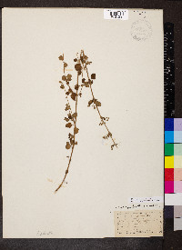 Calamintha nepeta image