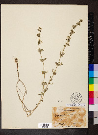 Calamintha nepeta image