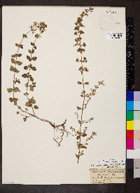 Calamintha nepeta image