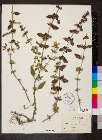 Clinopodium georgianum image