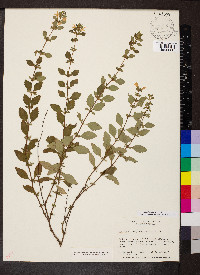 Clinopodium georgianum image