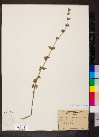 Calamintha nepeta image