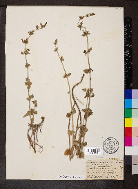 Calamintha nepeta image