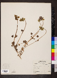 Lamium purpureum image