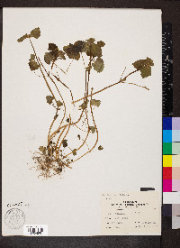 Lamium purpureum image