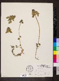 Lamium purpureum image