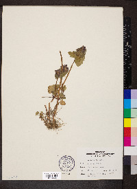 Lamium purpureum image