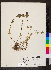 Lamium purpureum image