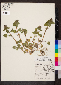 Lamium purpureum image