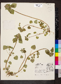 Lamium purpureum image