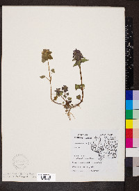 Lamium purpureum image