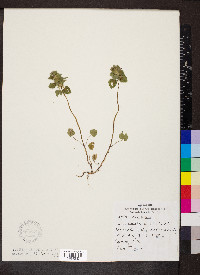 Lamium purpureum image