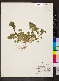 Lamium purpureum image