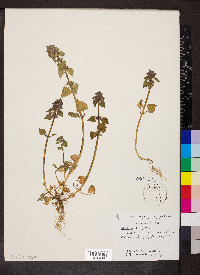 Lamium purpureum image