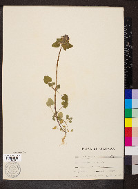 Lamium purpureum image