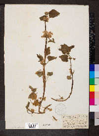 Lamium album image